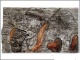 Detail vrobku: Pozad akvarijn 80 x 35 cm