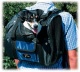 Detail výrobku: Tbag nylonový batoh na psa 44x30x21cm max. do 8 kg